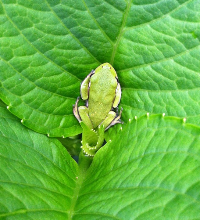 Leaf Frog