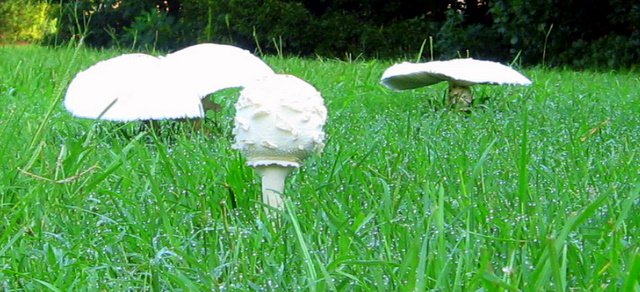 shrooms