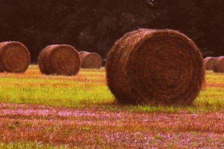 DSCF2720